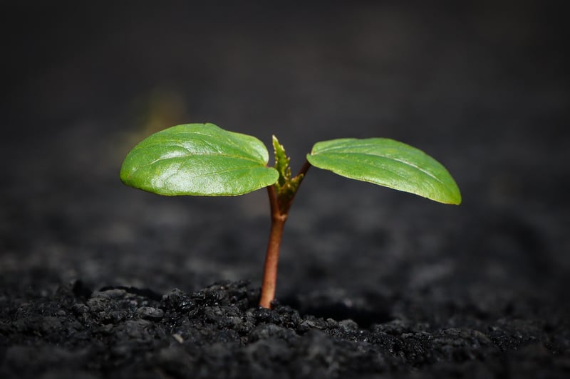 Slow-Release Fertilizer