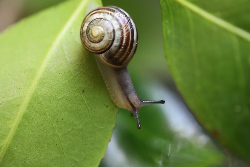 Garden Snail